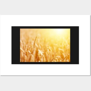 Mature ear of wheat at golden sunrise Posters and Art